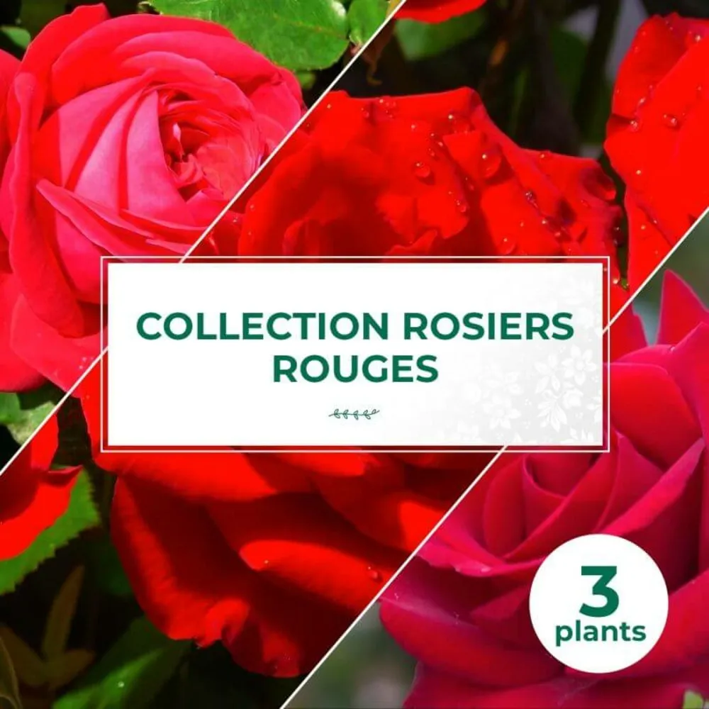 Collection 3 rosiers rouges - racines nues